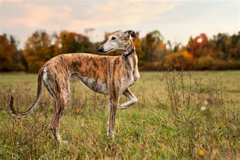 galgos results.